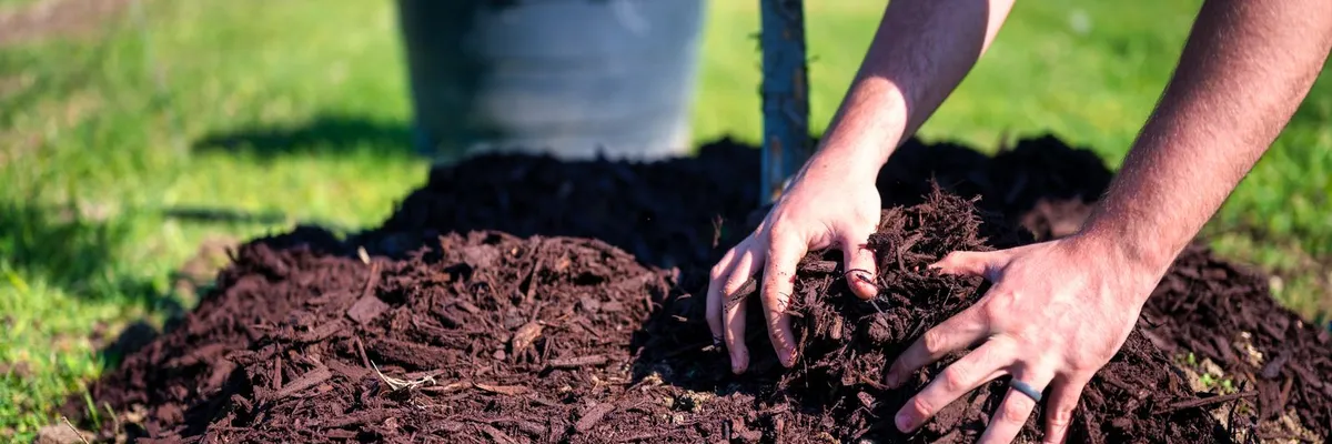 Spreading mulch around a young tree in a garden bed