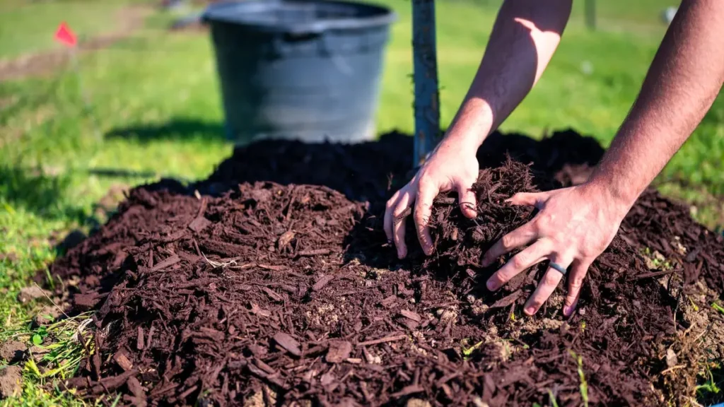 Fresh mulch spread in a planting bed