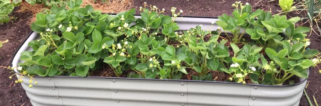 Strawberry plants growing in a metal raised garden bed