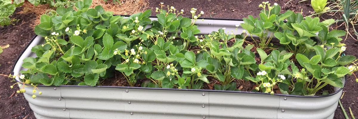 Strawberry plants growing in a metal raised garden bed